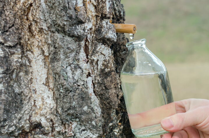 cure de sève de bouleau