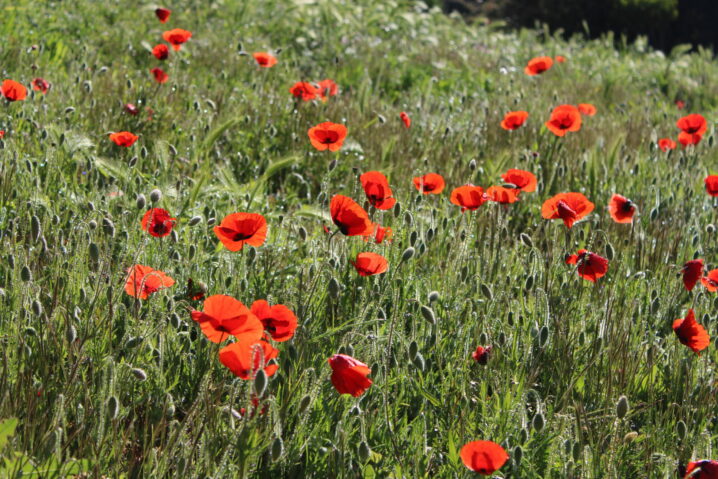 protéger la biodiversité