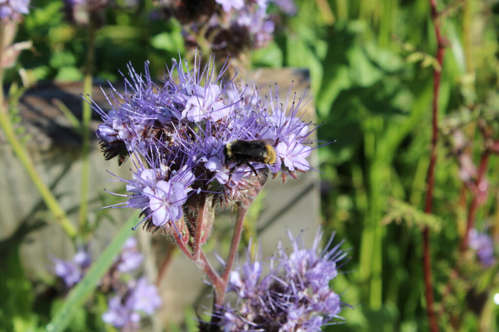 nourrir la biodiversité pour mieux la protéger