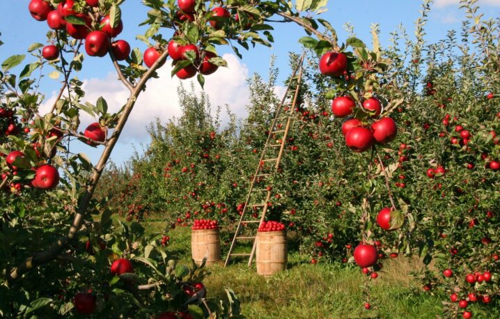 résilience alimentaire