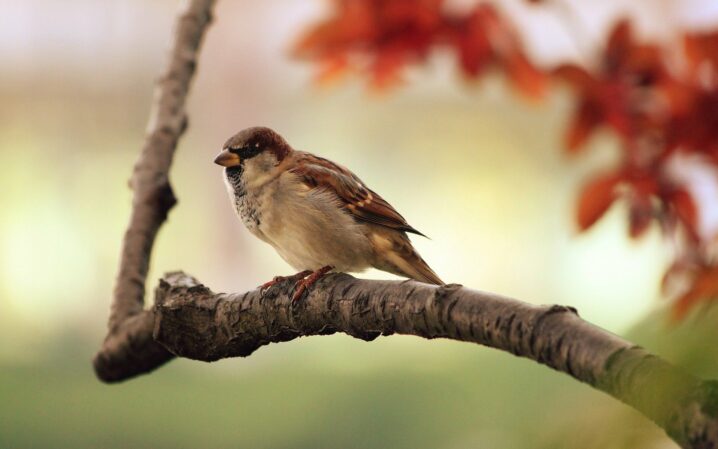 comptage oiseaux