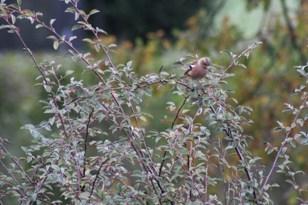 observer les oiseaux dans un jardin LPO